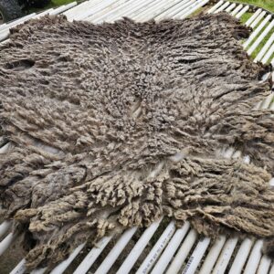 Raw Shetland Fleece: Gray Sheep Wool Fiber for Spinning & Felting - Finnigan - Shave Em to Save Em - SE2SE